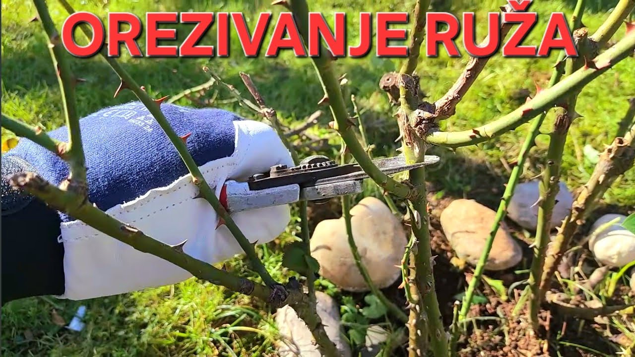 KADA i kako PRAVILNO orezati RUŽE?