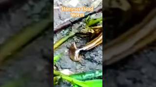 This is The Hammer Head Worm#gardening #youtubeshorts #nature #hammerheadworm