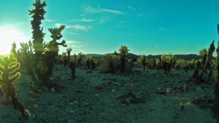 Cholla Cactus Sunset
