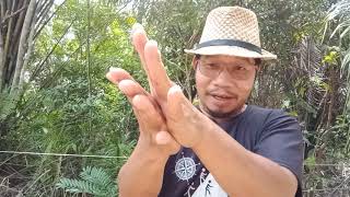TONGKAT ALI : Cara kenal, cara guna dan khasiatnya