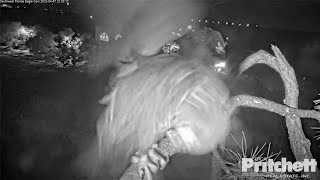 SWFL Eagles ~ OWL STRIKES On BOTH E's! E21 Hit Twice! E22 Falls Below Nest! They Appear Okay 4.7.23