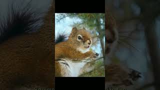 Survival Tactics Birds Dodge Eagles Predatory Pursuit Video