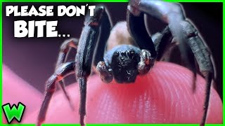 The VENOMOUS Spider You've Never Heard Of - The Primitive Hunting Spider