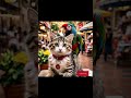CuteCat &amp; Rainbow Parrot #shortvideo #viralvideo #shorts #subscribe #like #likes #follow #funny #fyp