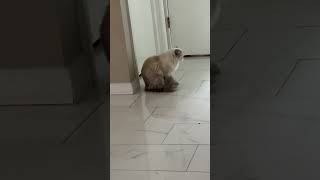 Female cat in heat meowing(mate calling) #cat #heat #meowing #female #shorts