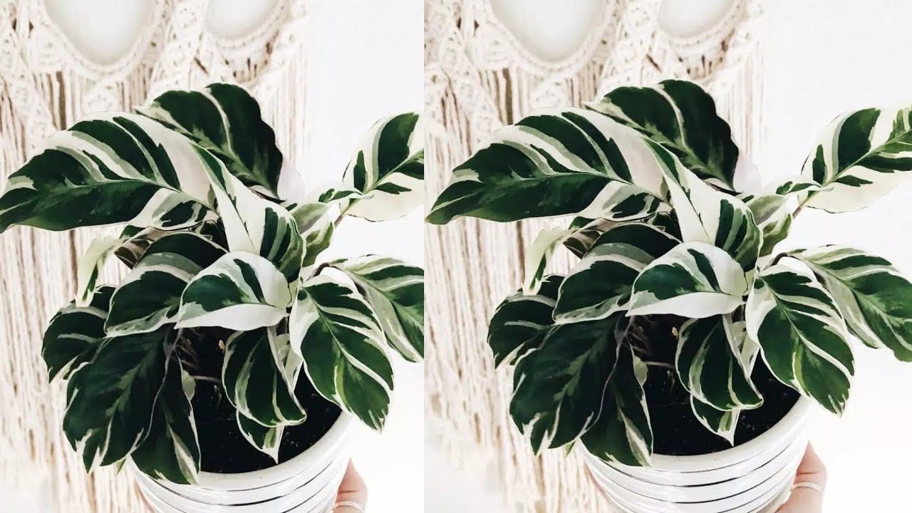 Cara Membuat Bunga Calathea dari Plastik Kresek How to make Calathe