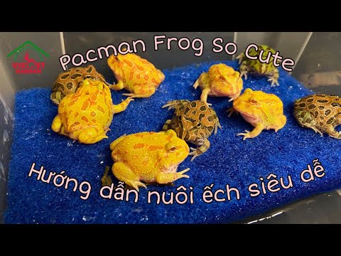 Video Ếch Pacman | Hướng dẫn nuôi cơ bản | Việt Pet Garden - youtube