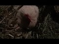 How To Get A Baby Chick Out From Under A Mother Hen