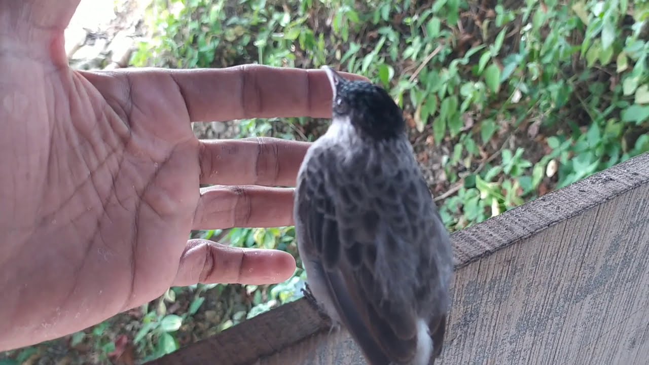 burung kutilang 