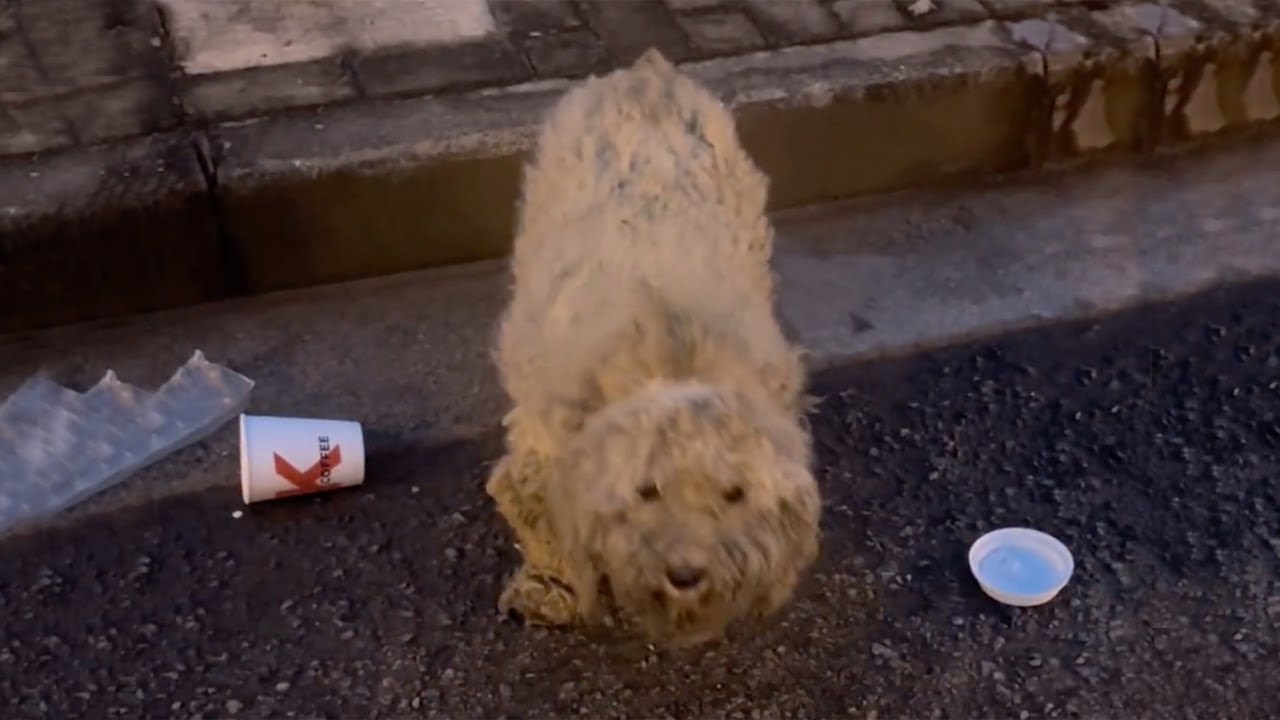 Pregnant with 8 children, she trembled and tried to bow her head to beg for help from passersby