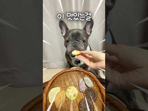 <strong>추석음식</strong> 먹는 개 asmr🐶 | dog asmr | shorts