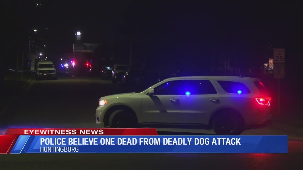 Police believe one dead from deadly dog attack - YouTube