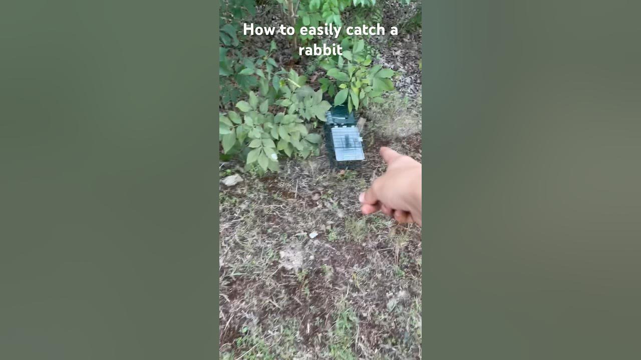 How to set a rabbit trap YouTube