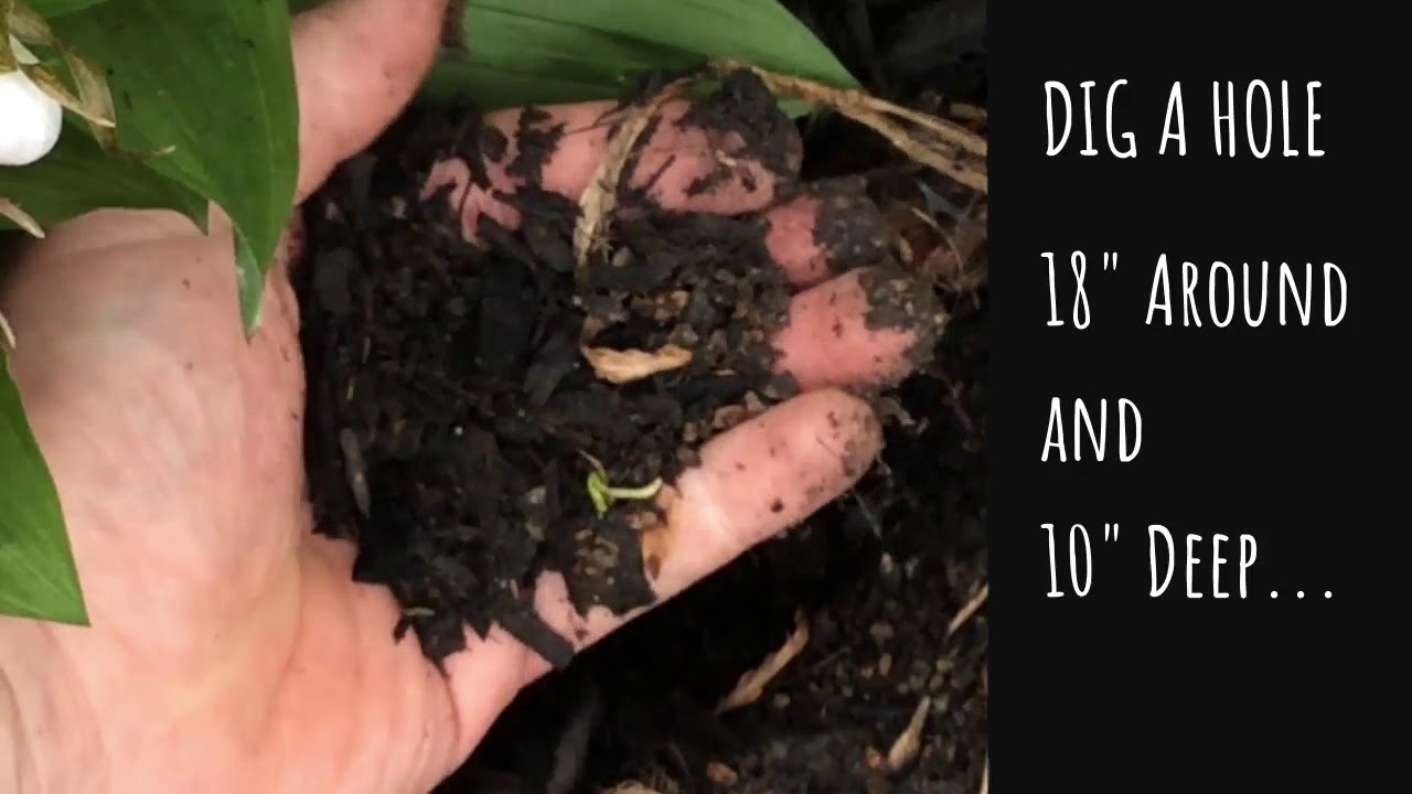 Cool Plants Ep1: AWESOME HARDY ORCHIDS.