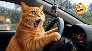 Funny Pets Videos 🐶😹 Funniest Cats &amp; Dogs Ever Caught on Camera | Ultimate TRY NOT TO LAUGH