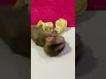 Adorable baby monkey #monkeylove #monkeybaby #adorable #adorablemonkey #babyanimal #monkeysmart