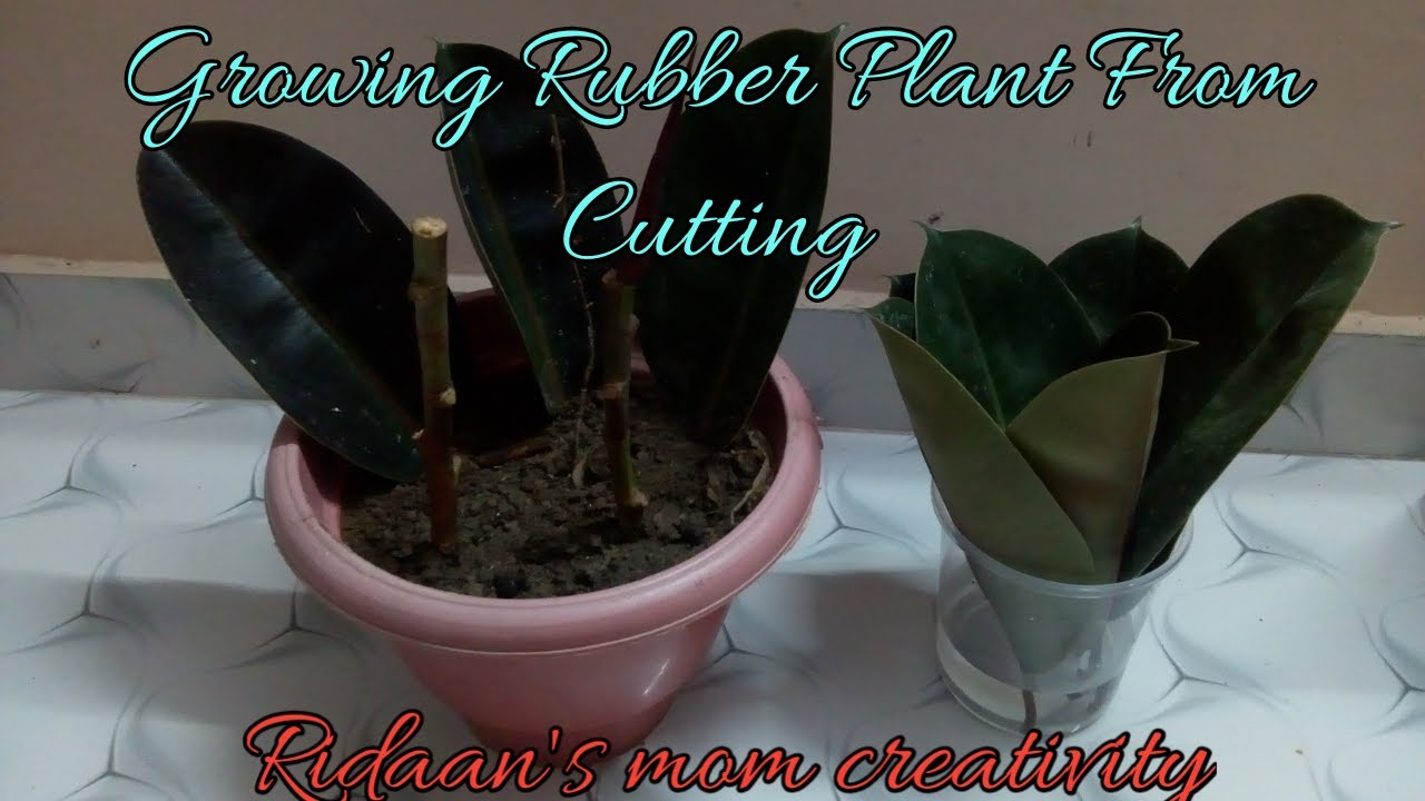 How To Grow Rubber Plant From Cutting//Rubber Plant Ke Cutting Kaise