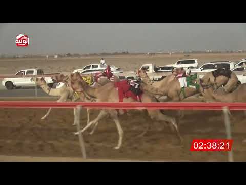 الشوط 11 الوثبة ل محمد احمد بن محسن العامري 4 40 مهرجان العين للهجن 2025 7 6 حقايق سويحان