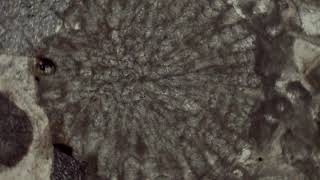 Encrinal Limestone, Crossed Polars