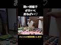 熱い視線でかわいくおねがい♡【会話ボタンでしゃべる犬】 #shorts #犬