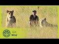 Lion Release - Lions on the Move 2/2 - Go Wild