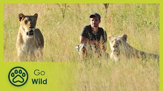 Lion Release  Lions on the Move 2/2  Go Wild