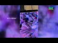 പട്ടാമ്പി കരിമ്പുള്ളിയില്‍ തെരുവുനായ അക്രമണത്തില്‍ രണ്ടു പേര്‍ക്ക് പരിക്ക്