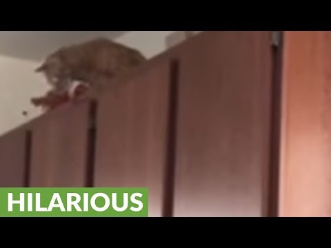 hilarious-cat-"interrogates"-elf-on-the-shelf