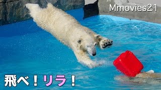 Polar Bear Dive 赤いポリタンク目掛けてダイブ！ホッキョクグマ　リラ