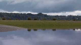 Captura Chorlo Chileno