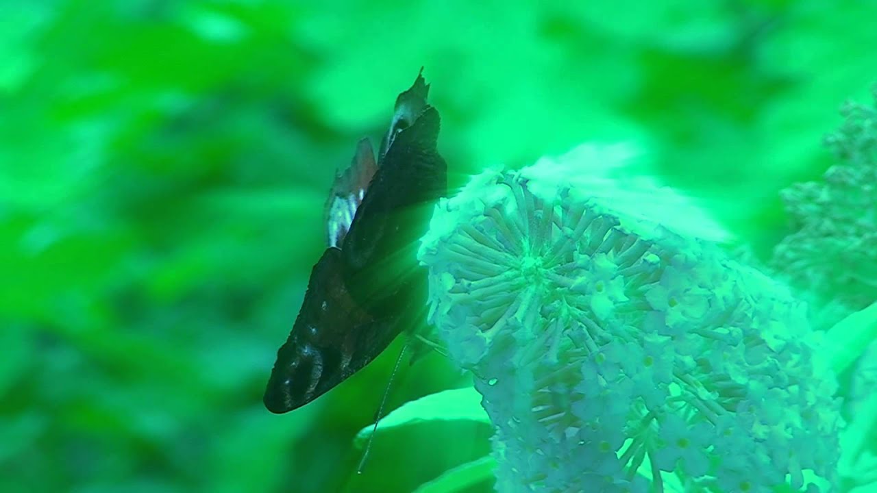 Play: Agnus Dei: slow choral music over nature visuals