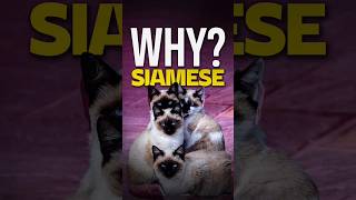 Siamese Cats Everything You Need to Know #catbreed #siamesecat