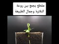 المنشاوي فانظر الي آثار رحمة الله
