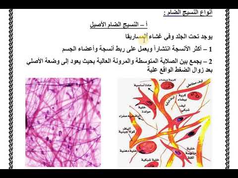 النسيج الضام الباب الثاني تنوع الخلايا و الانسجة الحيوانية الصف الأول الثانوي لمدرسة التمريض