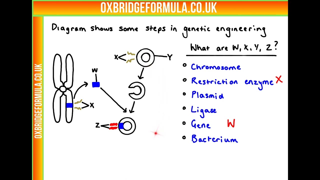 BMAT 2019 Section 2 - Q01 (Bio) - Genetic Engineering.mov - Worked Solution