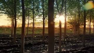 Calm Rivers \& Gentle Melodies – Nature Music
