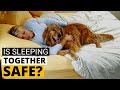 Can your Golden Retriever sleep with You on Your Bed?
