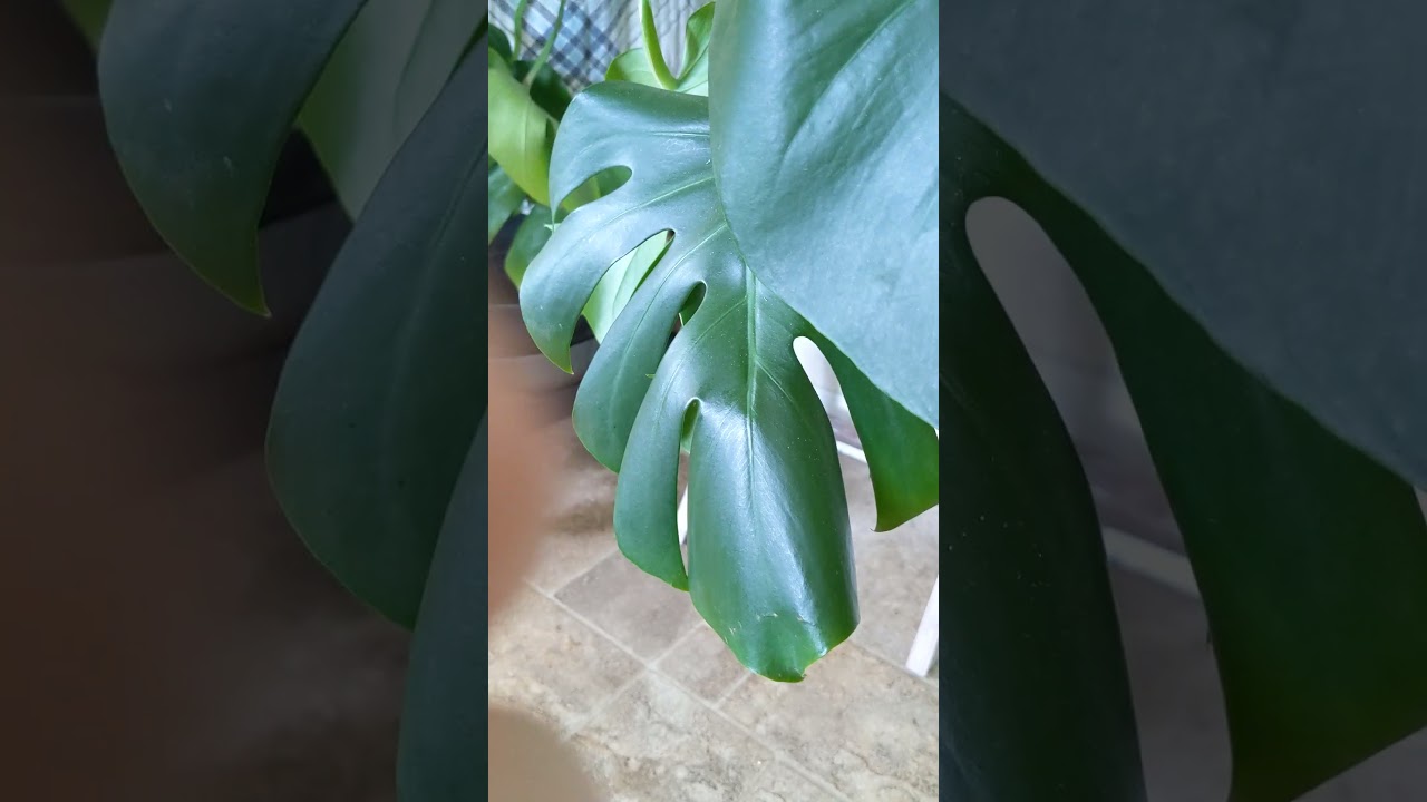 Should I do a whole phone tapping video? :3 