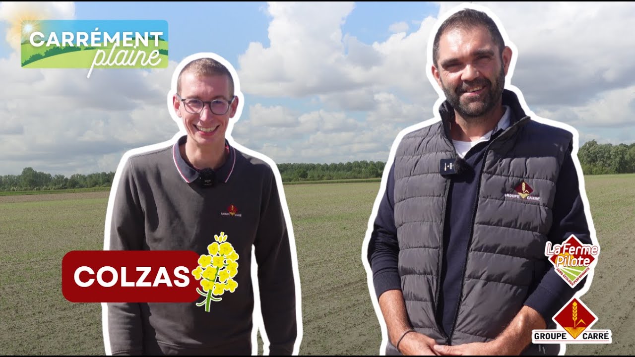 CARREMENT PLAINE : Colzas 08/09