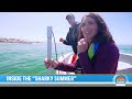A Look Into the Great White Shark Surge off the California Coast