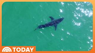 A Look Into the Great White Shark Surge off the California Coast