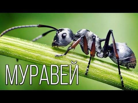 Муравьи: Тайная жизнь маленьких колонизаторов | Интересные факты про муравьев