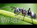 Муравьи Тайная Жизнь Маленьких Колонизаторов Интересные факты про муравьев