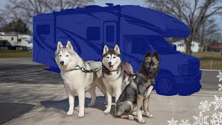 Supersized Surprise For My Dogs