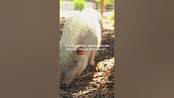 Facts that u don't know about pigs #sad #shorts #animals Part 1