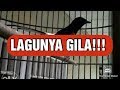 Istimewah Cara Murai Batu Ini Membawakan Materi Lagu Mp3 - Mp4 Download