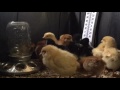 Our new chicks