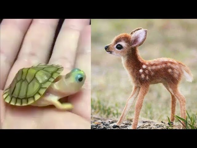 Cute baby animals Videos Compilation cute moment of the animals - Cutest Animals 3