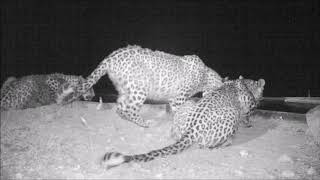 Persian leopards drinking from water hole at night