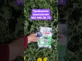 #дача #насіння